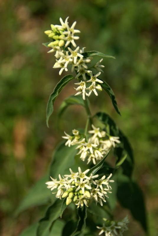 Unser Orchideenpark Bild Nr.057